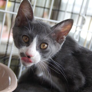 【保護猫】グレ♂仔猫・ハチワレ