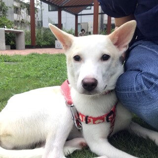 小ぶりな女の子♡ココリちゃんの家族を探してます。