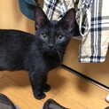 イケメン黒猫