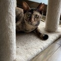 シャイな鼈甲柄こねこ