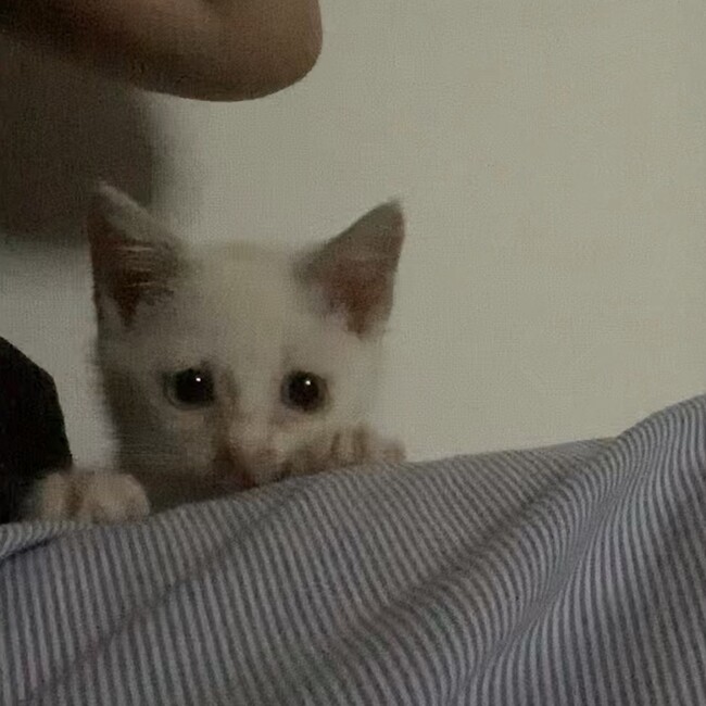 くりまろこのカバー写真