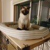 色がどんどんタヌキ化