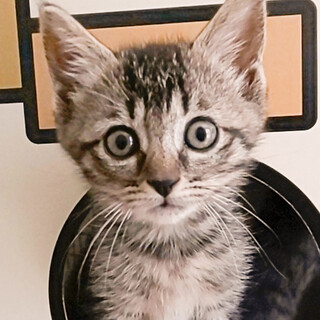 募集一時停止幸運の鍵しっぽ女子★サファ