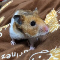 プニ