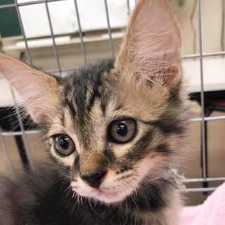 募集一時停止　半長毛可愛いキジトラ男子