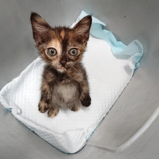 瓜シリーズ：すいかちゃん