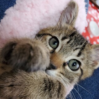 超おてんば姫～♪『ビニーナ』