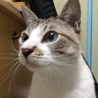 ブルーアイの懐っこい洋風猫くん☀︎