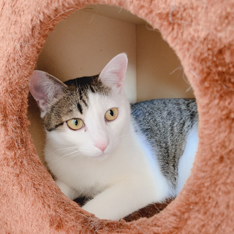 みぃのカバー写真