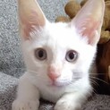 ブルーアイのブランくん…3ヶ月