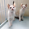 2匹飼いを検討されている方へ