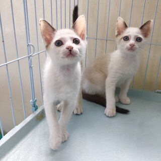 2匹飼いを検討されている方へ