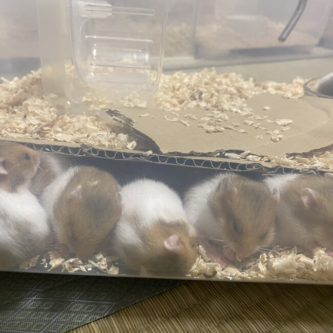 ハムハムズュのカバー写真