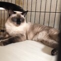 2歳の美人な猫です
