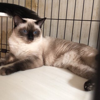 2歳の美人な猫です