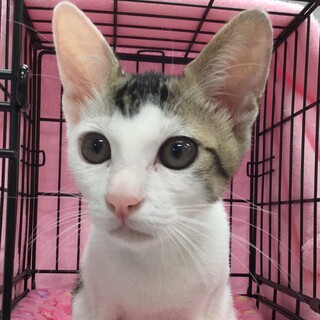 募集停止甘えん坊キジ白男子☆くら