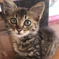 長毛の子猫