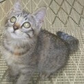 保護猫(2ヶ月半位、キジトラ)をもらって下さい!