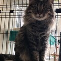 長毛優しい美人猫です