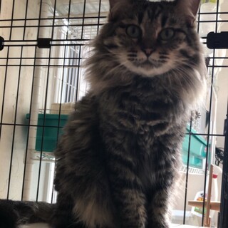 長毛優しい美人猫です