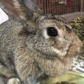 ミニウサギのロイちゃん
