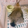 ミニウサギのロイちゃん サムネイル2