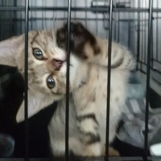 【おうち決定】☆分離帯の植え込みに迷い込み飢餓状態