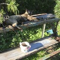成猫だれか貰って下さい！