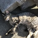 2019.5月生まれのとても人懐っこい甘えん坊！