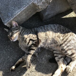 2019.5月生まれのとても人懐っこい甘えん坊！