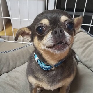 センターより保護　スムース　チワワ・メス・推定５歳