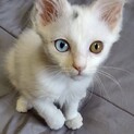 ２か月くらいの白猫ちゃん♀オッドアイ