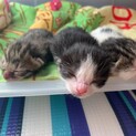 3匹の子猫の里親さん募集中