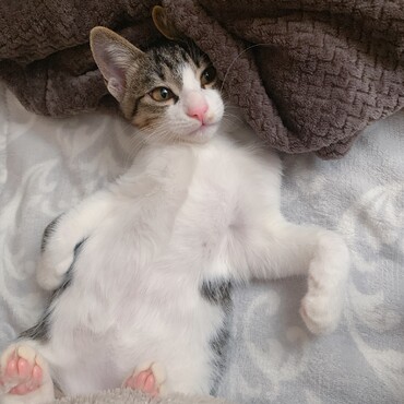 お腹はふわふわ真っ白です