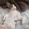 お腹はふわふわ真っ白です