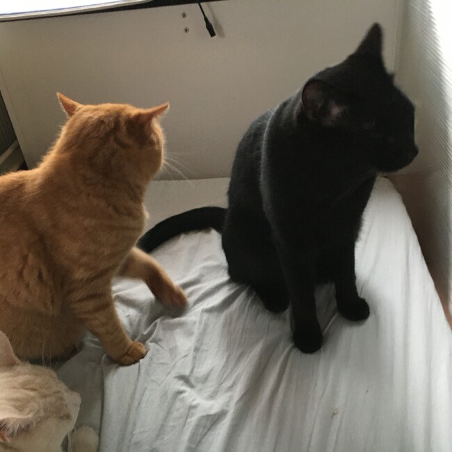 ルイジアナママのカバー写真