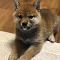 豆柴4カ月里親募集