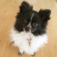 Cherie・シェリ