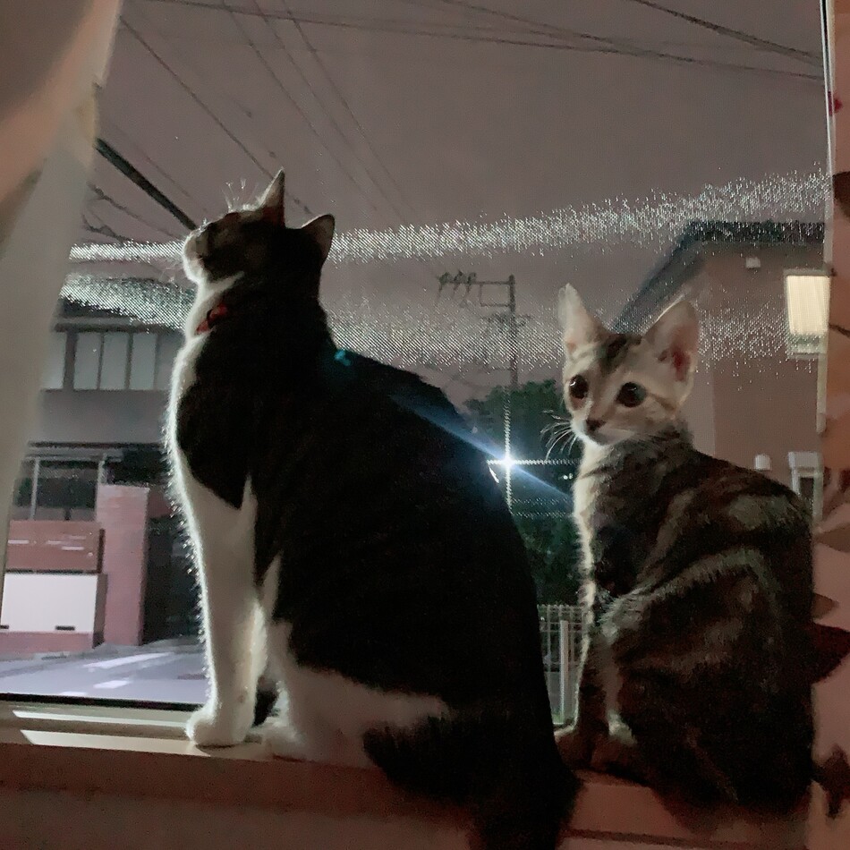 テトのカバー写真