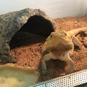 フトアゴヒゲトカゲ♂の里親さん募集