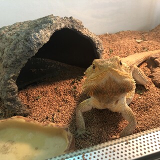 フトアゴヒゲトカゲ♂の里親さん募集