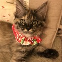 生後3ヶ月の子猫♀