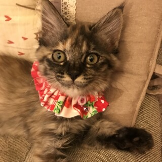 生後3ヶ月の子猫♀