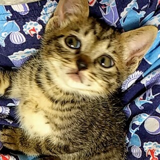 人懐っこい女の子