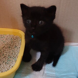 ミルクから育て中☆甘えん坊な男の子！動画あります