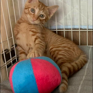 お膝 大好き 甘えん坊の可愛い ハクちゃんです