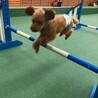 アジリティでジャンプ！