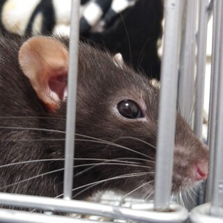 緊急 ファンシーラット