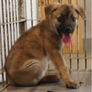 里親様に迎えられました。子犬♂103