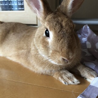 保護うさぎ(温泉うさぎ) 光輝(こうき)くん